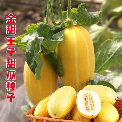 Golden dense melon seeds, melon dense seeds, Golden Road fruits, early maturing, high yield, disease resistance, extra large spring melon fruit seeds, golden dense seeds/pack, about 100 seeds, 5 packs