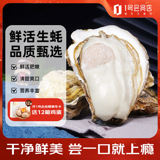 Lighthouse Jellyfish Fresh Rushan Oyster No. 6XL Net weight 5 Jin Jin equals 0.5 kg Straight from the source