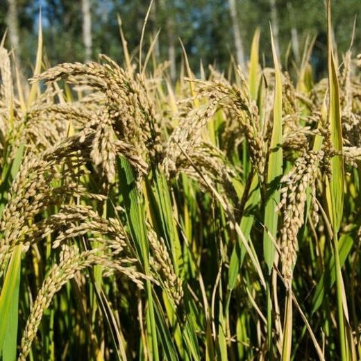 Semillas de arroz convencional, semillas de arroz de secano, arroz temprano, arroz tardío, arroz de tallo, arroz convencional, semillas de arroz, semillas de arroz fino, semillas originales, semillas retentivas, semillas de arroz de secano, 1 Jin Jin es igual a 0,5 kg Precio