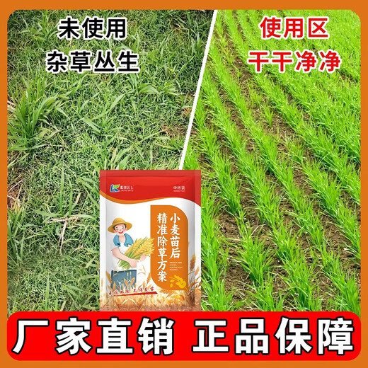 Herbicida de post-emergencia de trigo Jiejie Wheat and Wild Oats, Kanmainiang Hekuo doble matanza sin dañar las plántulas de trigo, paquete de deshierbe de trigo C paquete conjunto de 8 paquetes, elimina Jiejie trigo, bromo, avena silvestre versión mejorada 1 juego