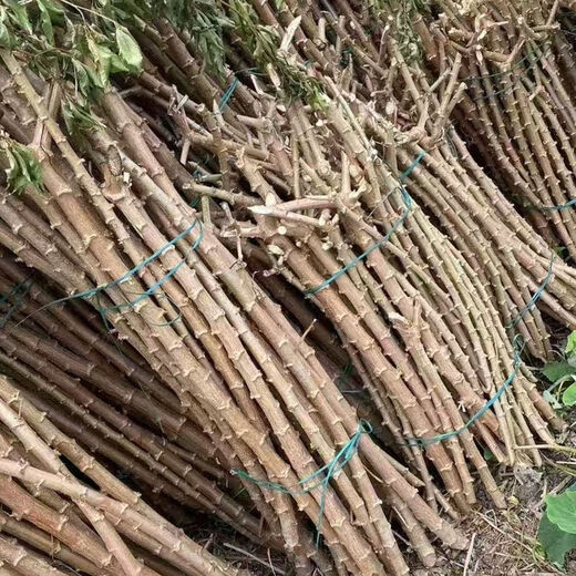 Yishenghuo authentic Guangxi Huanan No. 9 yellow-heart cassava seedlings, preferred No. 9 yellow-fleshed cassava seedlings, 100 yellow-heart cassava seedlings