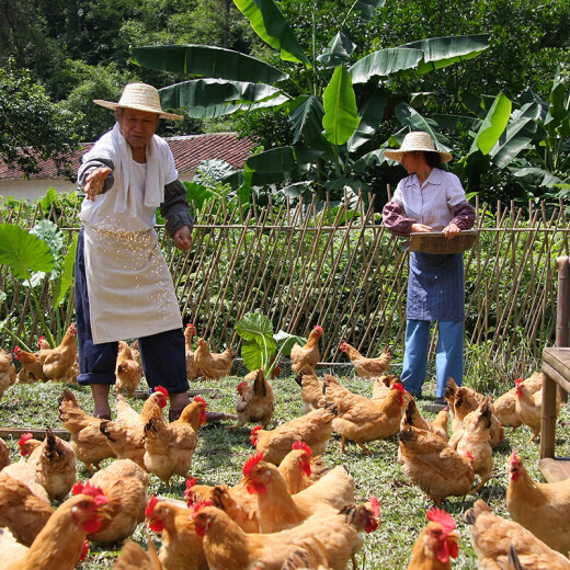 Wen's butter chicken supplied to Hong Kong 1kg frozen butter hen farmer's native chicken whole chicken free-range chicken