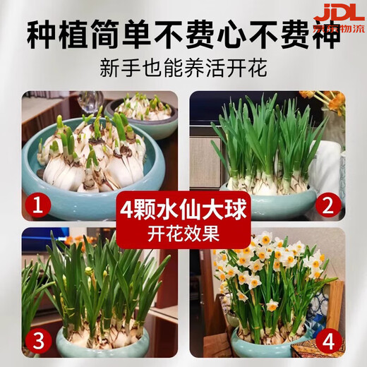 Zhangzhou narcissus bulb seeds special-grade water-cultured bulbs with buds large balls indoor and outdoor winter hydroponic plant pots special-grade narcissus narcissus large balls 3 pieces circumference 18-25 not including pots