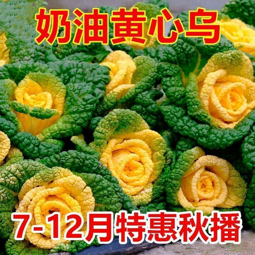 Yellow cabbage seeds are cold and wet-resistant, chrysanthemum heart butter yellow cabbage vegetable seeds for garden planting, yellow cabbage seeds, buy three packs, get two packs free, about 5,000 grains