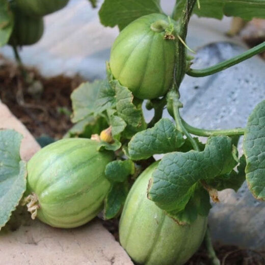 Sesame Honey Crisp Melon Seeds Sweet Toothless Melon Cantaloupe Super Sweet Rock Candy Melon Four Seasons Lazy Indoor Potted Fruit Sesame Honey Melon Seeds 1 pack of about 100 capsules