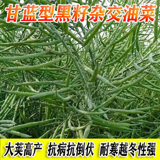 高产油王888油菜籽优质非转基因黑籽榨油专用矮杆高产秋播耐寒 高产888油王种子 5包约400克