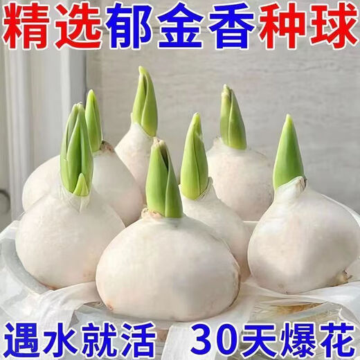 Imported hydroponic tulip bulbs, large five-degree bulbs, soil-cultivated tulip bulbs, cold-resistant, blooming in winter, easy to maintain, 1 bulb, trial planting/no gifts, 11-12cm circumference