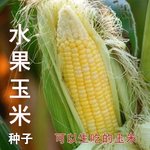 National Approval Fruit Corn Seeds Fresh Sweet and Crisp National Approval Sweet Corn Seeds Farmhouse Garden Vegetables National Approval Fruit Corn Seeds 3 packs of about 150 grains