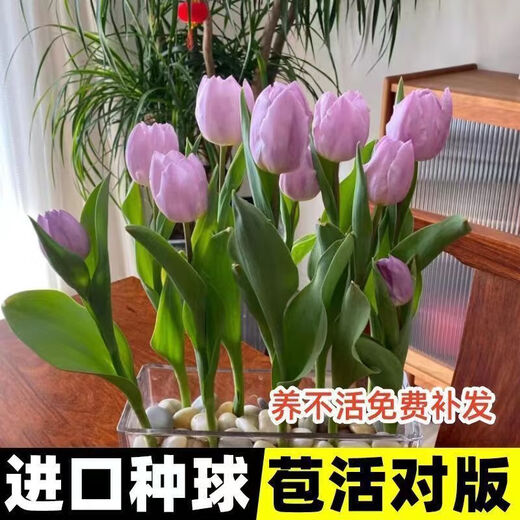 Imported hydroponic tulip bulbs, large five-degree bulbs, soil-cultivated tulip bulbs, cold-resistant, blooming in winter, easy to maintain, 1 bulb, trial planting/no gifts, 11-12cm circumference