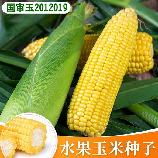 National Approval Fruit Corn Seeds Fresh Sweet and Crisp National Approval Sweet Corn Seeds Farmhouse Garden Vegetables National Approval Fruit Corn Seeds 3 packs of about 150 grains