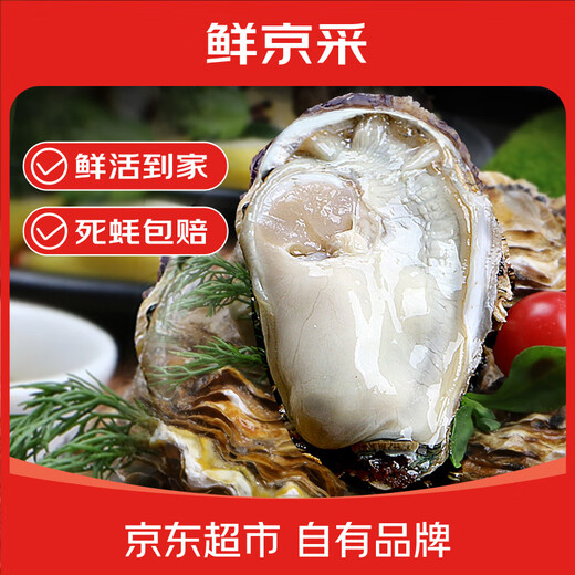 Fresh Jingcai Fresh Oysters 3XL Net weight 5Jin Jin is equal to 0.5kg 13-18 pieces Fresh to your home Fresh seafood Straight from the source