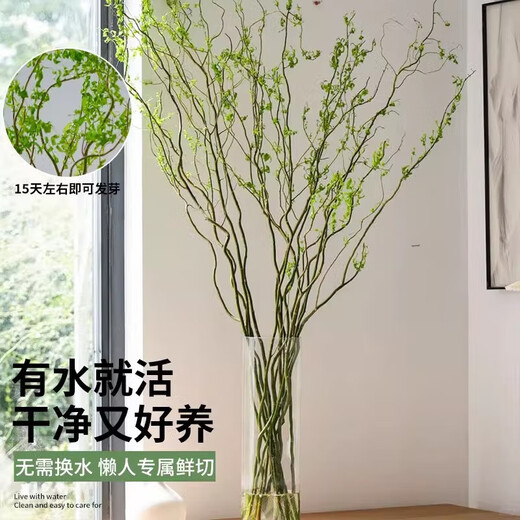Fresh branches of dragon willow, hydroponic plants, dry branches of snow willow with buds and wicker branches, living room green plants and flowers, indoor potted plants, easy to grow. Selected fresh branches of dragon willow, 80cm high, 10 branches (soaked in water and grow wildly) with nutrient solution.
