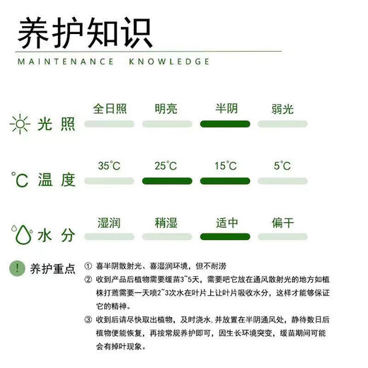 Special offer for big-leaf golden diamond and green princess potted plants, formaldehyde-removing green plants, office all-season evergreen indoor display 2 1 pots, golden diamond + base original pot, including pot height 15-20 cm