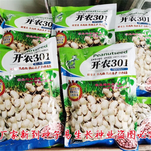 High-end Kainong 301 peanut seeds, thin shell, early maturity, high yield, high oil, short stem, disease resistance, sown by farmers in spring and summer, Kainong 301 original 500g x 2 bags