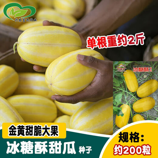 Golden dense melon seeds, melon dense seeds, Golden Road fruits, early maturing, high yield, disease resistance, extra large spring melon fruit seeds, golden dense seeds/pack, about 100 seeds, 5 packs