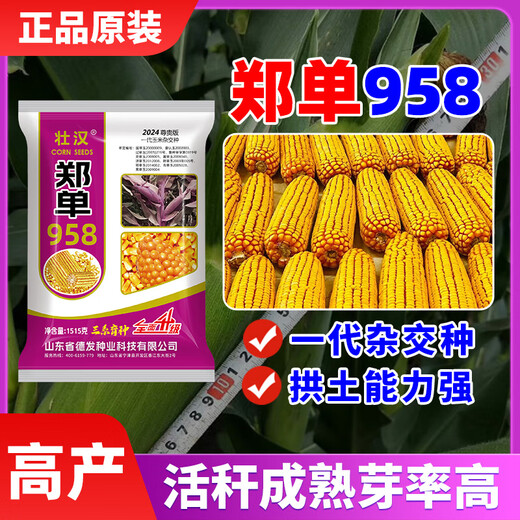 Zhuanghan Academy of Agricultural Sciences corn seeds with short stems, lodging resistance, drought resistance and high yield double stems upgraded disease-resistant golden grain bract grain seeds Academy of Agricultural Sciences golden grain 1515g, resistance to lodging and stable yield