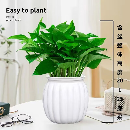 Pothos potted plants absorb formaldehyde and purify the air, hydroponic green plants, easy-to-grow flowers for lazy people, moving gifts. Best selling 5 pots. Pothos + white pumpkin pots self-absorb water. The overall pot height is 20-25cm.