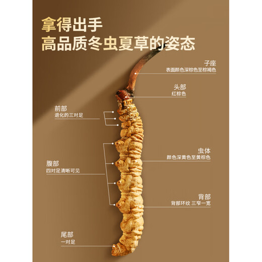 L’efficacité de l’authentique Cordyceps sinensis de Tong Ren Tang. Produits secs tibétains Cordyceps sinensis haut de gamme. Coffret cadeau moyen et fin Cordyceps sinensis. Coffret cadeau ultime - environ 4 racines/g 100g.