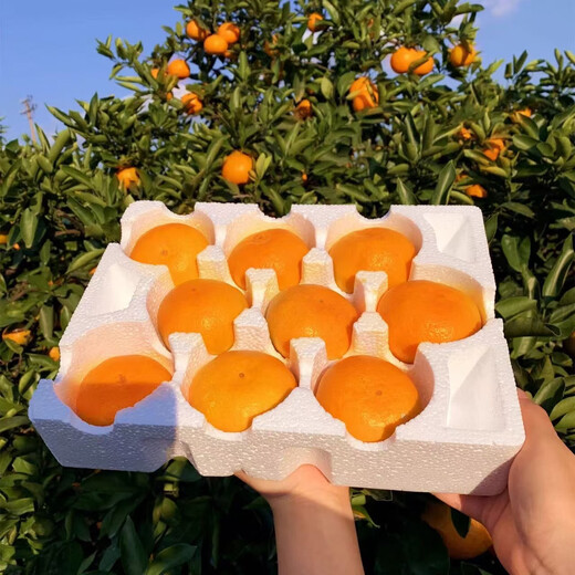 Taste Taizhou Linhai Yongquan Mandarin Oranges 65-80mm Net weight 6.5Jin Jin is equal to 0.5kg No. 1 Member Store Straight from the source