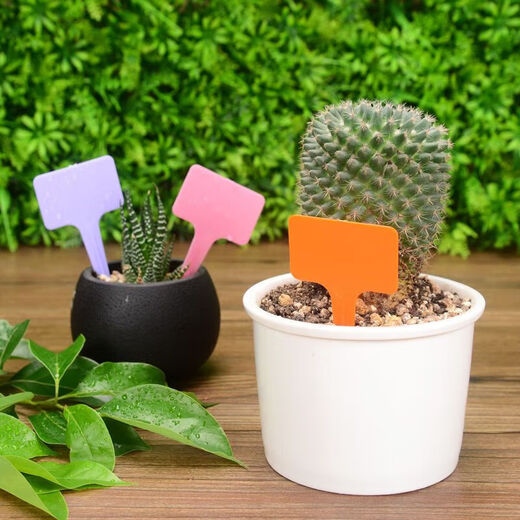 Colorful thickened T-shaped plastic gardening label succulent plant flower name waterproof and sun-resistant ground label with pen light blue 20 pcs + pen
