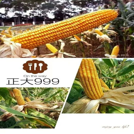 999 corn seeds, short stems, extra large sticks, red shafts, disease-resistant, drought-resistant, lodging-resistant corn seeds, nationally approved corn seeds, Zhengda 999 original five packs of two Jin Jin equal to 0.5 kg