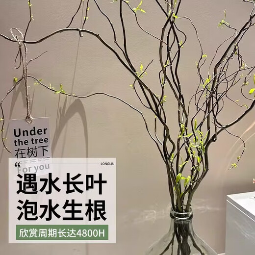 Fresh branches of dragon willow, hydroponic plants, dry branches of snow willow with buds and wicker branches, living room green plants and flowers, indoor potted plants, easy to grow. Selected fresh branches of dragon willow, 80cm high, 10 branches (soaked in water and grow wildly) with nutrient solution.