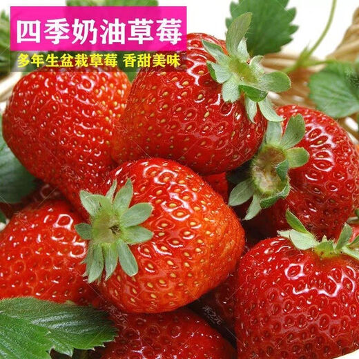 Four Seasons Cream Strawberry Seeds Spring and Autumn Home Balcony Potted Plants for Beginners Easy to Grow Fruit Red Strawberry Seeds Cream Red Strawberry Seeds/Pack About 100 Pieces 1 Pack