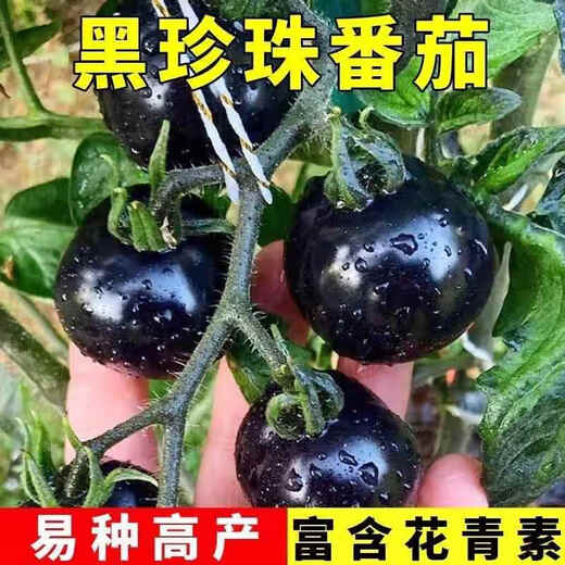 Sugar water black pearl black tomato seeds black persimmon small tomato seeds cherry tomatoes balcony potted fruit and vegetable seeds black gem tomato seeds 200 capsules / 2 bags + fertilizer new seeds of the year