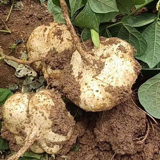 Early-maturing Muma Mountain Sweet Potato and Cold Potato Seeds Large Sweet Potato White Sweet Potato Kudzu High-yielding Spring and Autumn Sowing Fruit and Vegetable Seeds Muma Mountain Sweet Potato (Jingyam Seeds/Pack About 50 Pieces 3 Packs