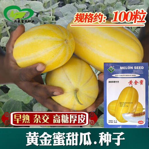 Golden dense melon seeds, melon dense seeds, Golden Road fruits, early maturing, high yield, disease resistance, extra large spring melon fruit seeds, golden dense seeds/pack, about 100 seeds, 5 packs