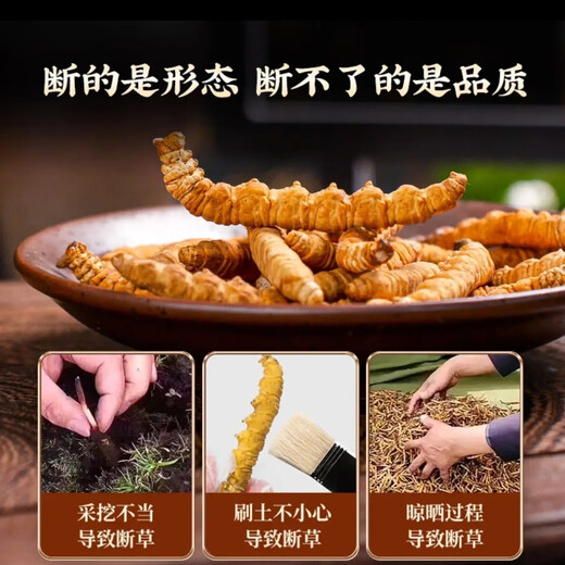 冬虫夏草（支持质检）藏区雪域虫草断草整肉纯肉节冬虫夏草干断草 冬虫夏草纯肉节30克送4克 提高免疫力