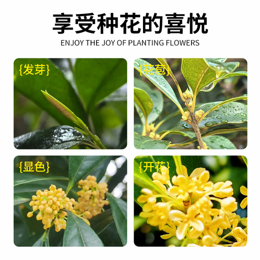Special soil for osmanthus, special nutrient soil for osmanthus trees, flower cultivation soil, universal planting soil, organic soil fertilizer, special soil for osmanthus formula 50 liters