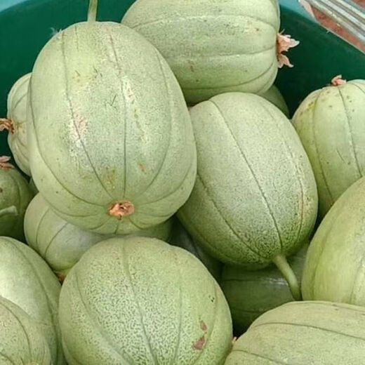 Sesame Honey Crisp Melon Seeds Sweet Toothless Melon Cantaloupe Super Sweet Rock Candy Melon Four Seasons Lazy Indoor Potted Fruit Sesame Honey Melon Seeds 1 pack of about 100 capsules