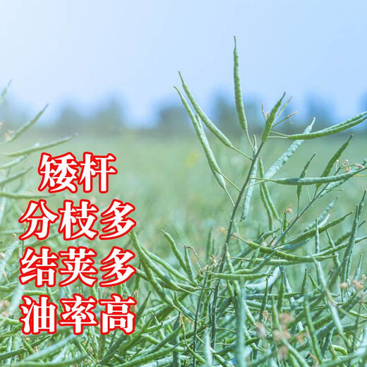 高产油王888油菜籽优质非转基因黑籽榨油专用矮杆高产秋播耐寒 高产888油王种子 5包约400克