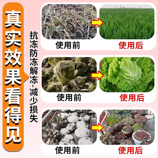 Antifreeze for flowers and plants to survive the winter safely, prevent cold and keep warm during the winter, melons, fruits and vegetables antifreeze, fruit tree antifreeze 10 bags, special for bougainvillea to prevent cold