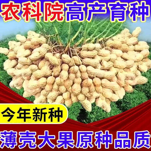 Haihua No. 1 Peanut Seed Academy of Agricultural Sciences New Variety Shelled Thin Shell Large Peanut Seeds Thin Shell Peanut Seeds Original Academy of Agricultural Sciences 5Jin Jin equals 0.5kg (unpacked in bulk)