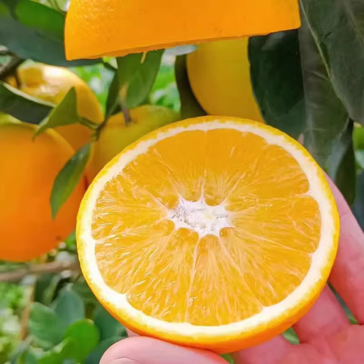 江满鲜江西正宗赣南脐橙现摘特大果当季新鲜水果手剥甜橙子整箱 10斤 小果（100g起）