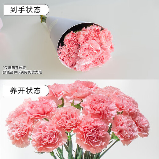 Single-headed carnations, fresh-cut multi-color flowers, sent directly from the Yunnan base to mom and wife as a Valentine's Day gift. 20 red single-headed carnations.