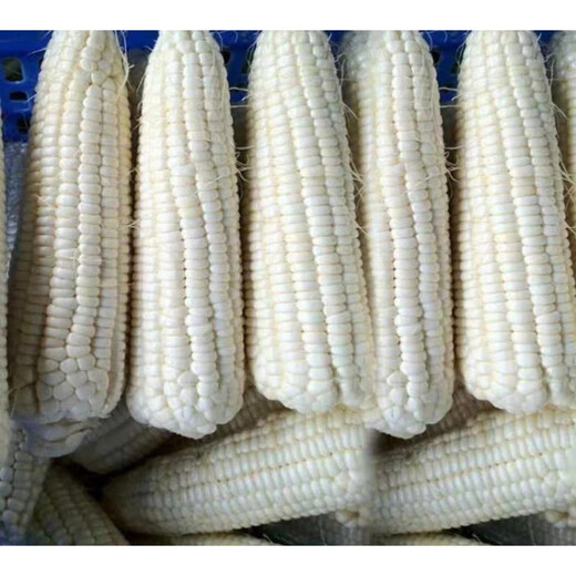 Wangyuanxing white waxy corn seed Meinuo No. 9 big stick fragrant waxy corn high yield early maturing farm field sowing in spring and autumn X Meinuo No. 9 200g 10 bags