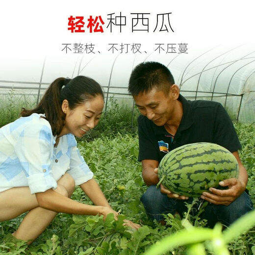 Fruit set, strawberry, cherry tomatoes, croissant, honey, watermelon, balcony potted plants, farmhouse garden melon seeds, all kinds of Lazy Man’s Melon King watermelon seeds, 2 packs, about 100 seeds