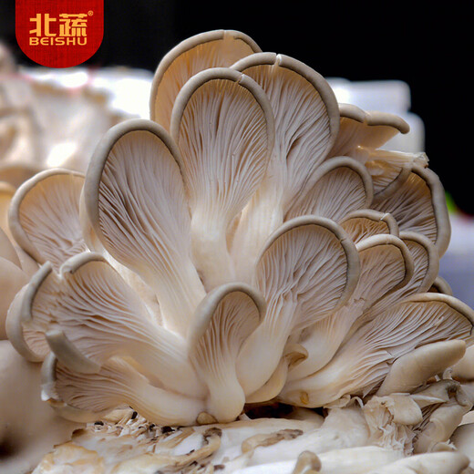 Northern Vegetable Mushroom Planting Bags, Gray Pleurotus Home Grown Edible Mushroom Bags, Small Gray Pleurotus Mushroom Packs, 5 Straight from the Source