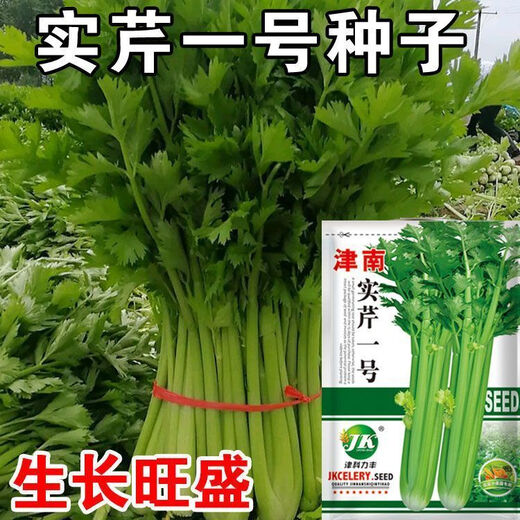 Jinnan Shiqin solid celery seeds, balcony potted celery, farmhouse vegetable garden sowing vegetable seeds in all seasons, Jinnan Shiqin seeds, 10 packs, about 10,000 grains