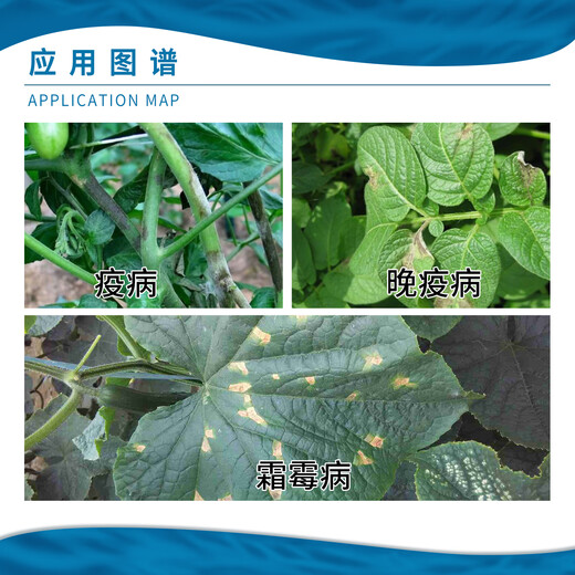 科迪华杜邦 抑快净 噁唑菌酮霜脲氰番茄辣椒黄瓜霜霉晚早疫病农药杀菌剂 9g