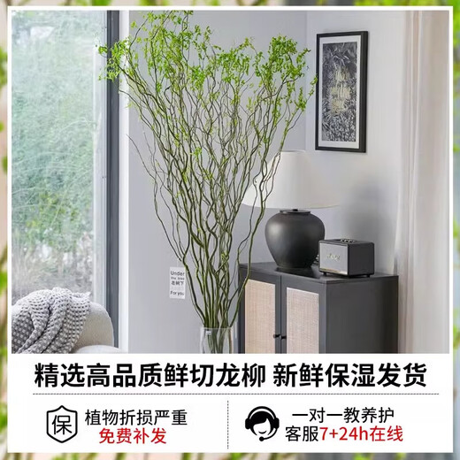 Fresh branches of dragon willow, hydroponic plants, dry branches of snow willow with buds and wicker branches, living room green plants and flowers, indoor potted plants, easy to grow. Selected fresh branches of dragon willow, 80cm high, 10 branches (soaked in water and grow wildly) with nutrient solution.