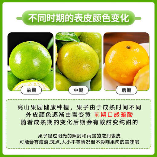 Jingdida Guangxi Emperor Citrus Orange Nettogewicht 4,5 Jin Jin entspricht 0,5 kg Einzelfrucht 60 mm+ Frischfruchtquelle direkt