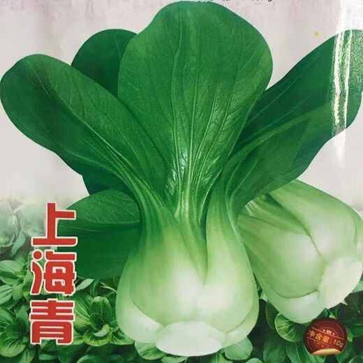 Original Shanghai Green Four Seasons Spring Autumn Rapeseed Cabbage Small Greens Fresh Vegetables April Slow May Slow Pack Shanghai Green Seeds 1 Pack About 1000 Tablets