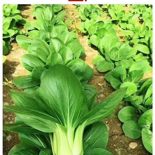 Original Shanghai Green Four Seasons Spring Autumn Rapeseed Cabbage Small Greens Fresh Vegetables April Slow May Slow Pack Shanghai Green Seeds 1 Pack About 1000 Tablets