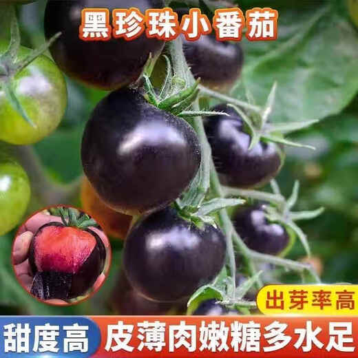 Sugar water black pearl black tomato seeds black persimmon small tomato seeds cherry tomatoes balcony potted fruit and vegetable seeds black gem tomato seeds 200 capsules / 2 bags + fertilizer new seeds of the year