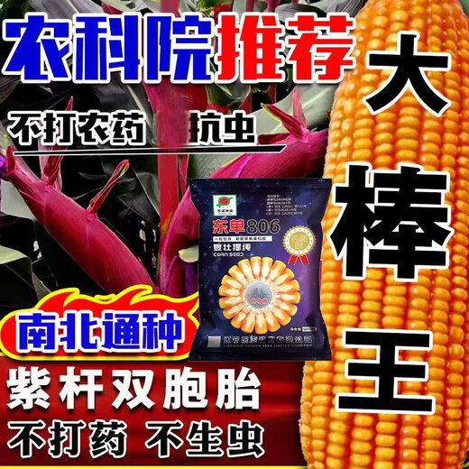 Qiuying dual-national review high-yielding big-stick corn, dwarf-stem corn seed, disease-resistant, lodging-resistant, drought-resistant, saline-alkali resistant, southern and northern common seed, Dongdan 806 2.7Jin Jin is equal to 0.5 kg