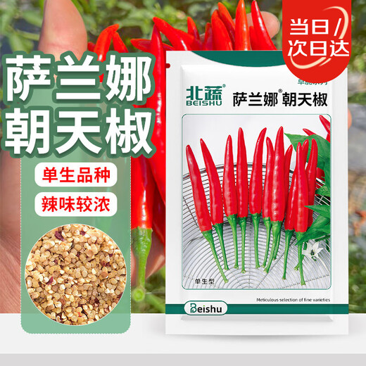 Beishu Chaotian pepper seeds super spicy millet pepper four-season vegetable seeds Saranna Chaotian pepper seeds 100 capsules